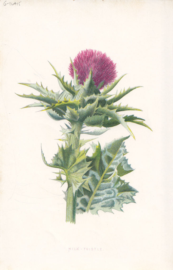 FLOWERS. Milk Thistle c1895 old antique vintage print picture